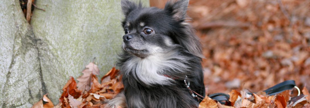 Chihuahua Symbolism Dreams And Messages Spirit Animal Totems Arizona, chihuahua nevada, chihuahua colorado, chihuahua new york, chihuahua texas, tiny chihuahua breeder, munchkin chihuahua, micro teacup chihuahua, applehead chihuahuas, for. chihuahua symbolism dreams and