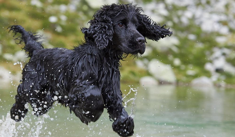 Cocker Spaniel Symbolism, Spaniel Meaning, Spaniel Totem, Spaniel Dream, Messages