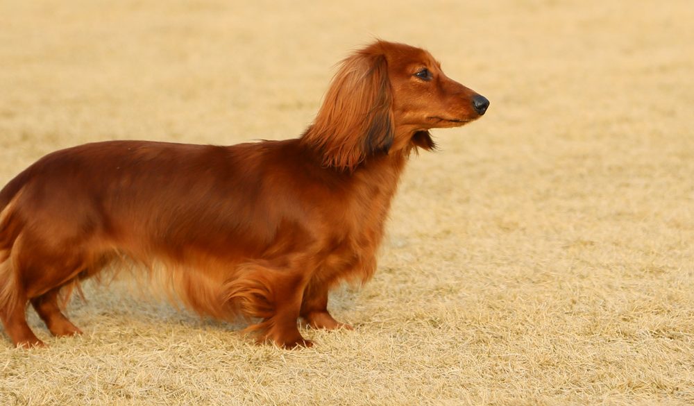 Dachshund Symbolism, Dachshund Meaning, Dachshund Totem, Dachshund Dream, and Messages