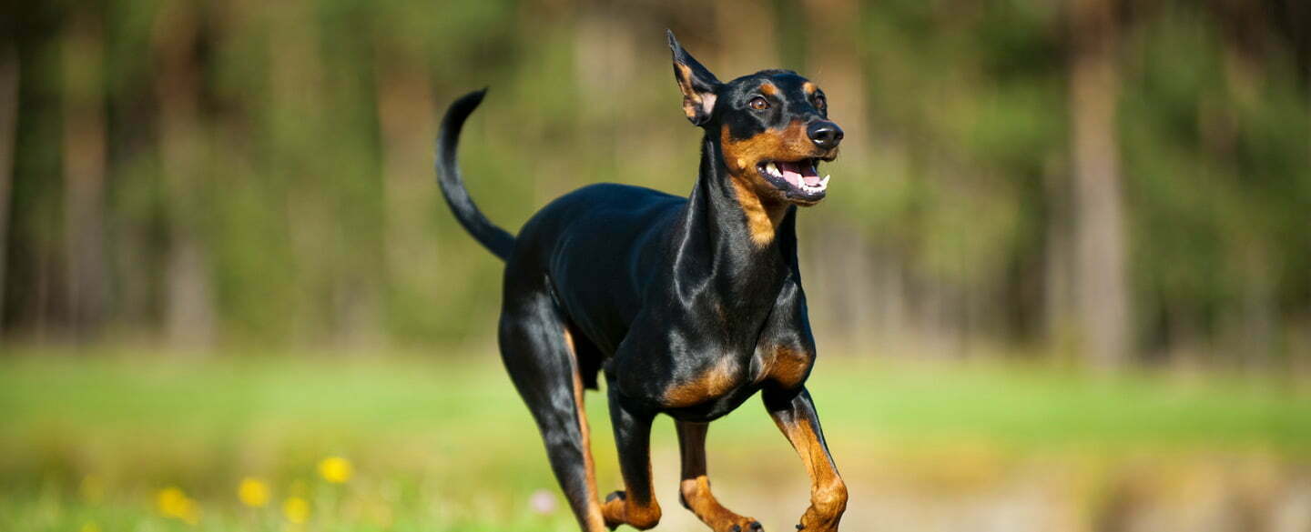 scary doberman pinscher