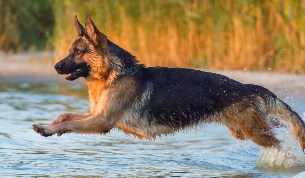 German Shepherd Symbolism, Shepherd Meaning, Shepherd Totem, Shepherd Dream, and Messages
