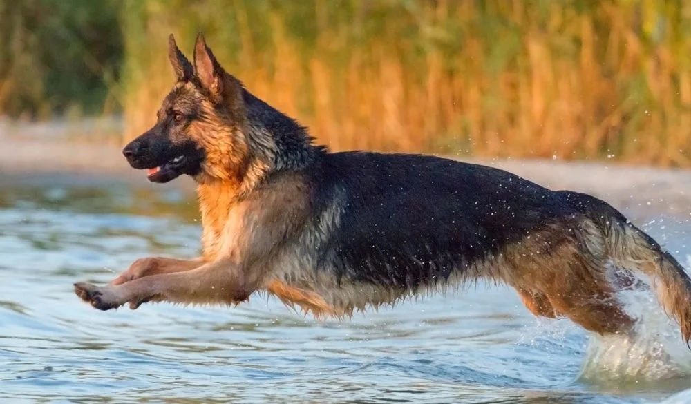 German Shepherd Symbolism, Shepherd Meaning, Shepherd Totem, Shepherd Dream, and Messages