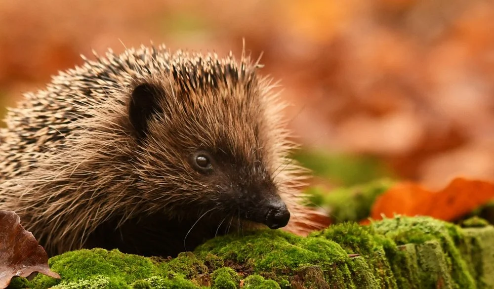 Hedgehog Symbolism, Hedgehog Meaning, Hedgehog Totem, Hedgehog Dream, and Messages