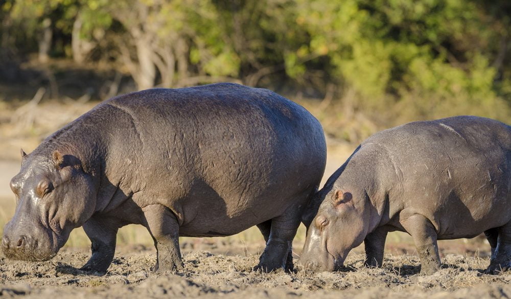 Hippopotamus Symbolism, Hippo Meaning, Hippo Totem, Hippo Dream