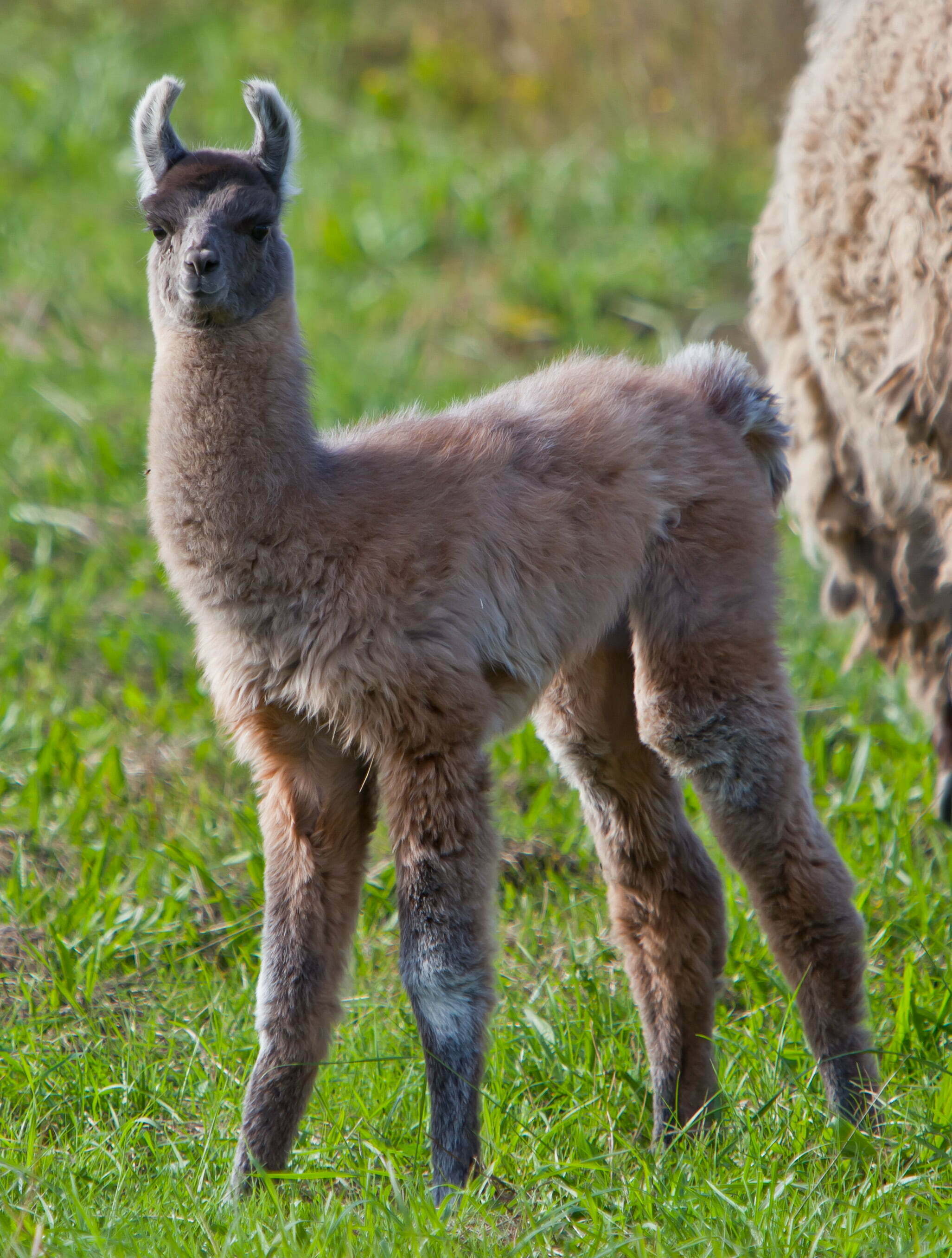 Llama Spirit Animal Totems Llama Spirit Animal Totems