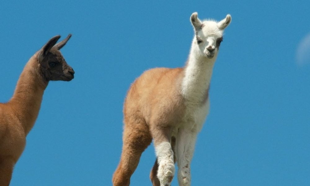 Llama Symbolism, Llama Meaning, Llama Totem, Llama Dream, and Messages