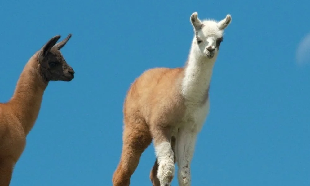 Llama Symbolism, Llama Meaning, Llama Totem, Llama Dream, and Messages