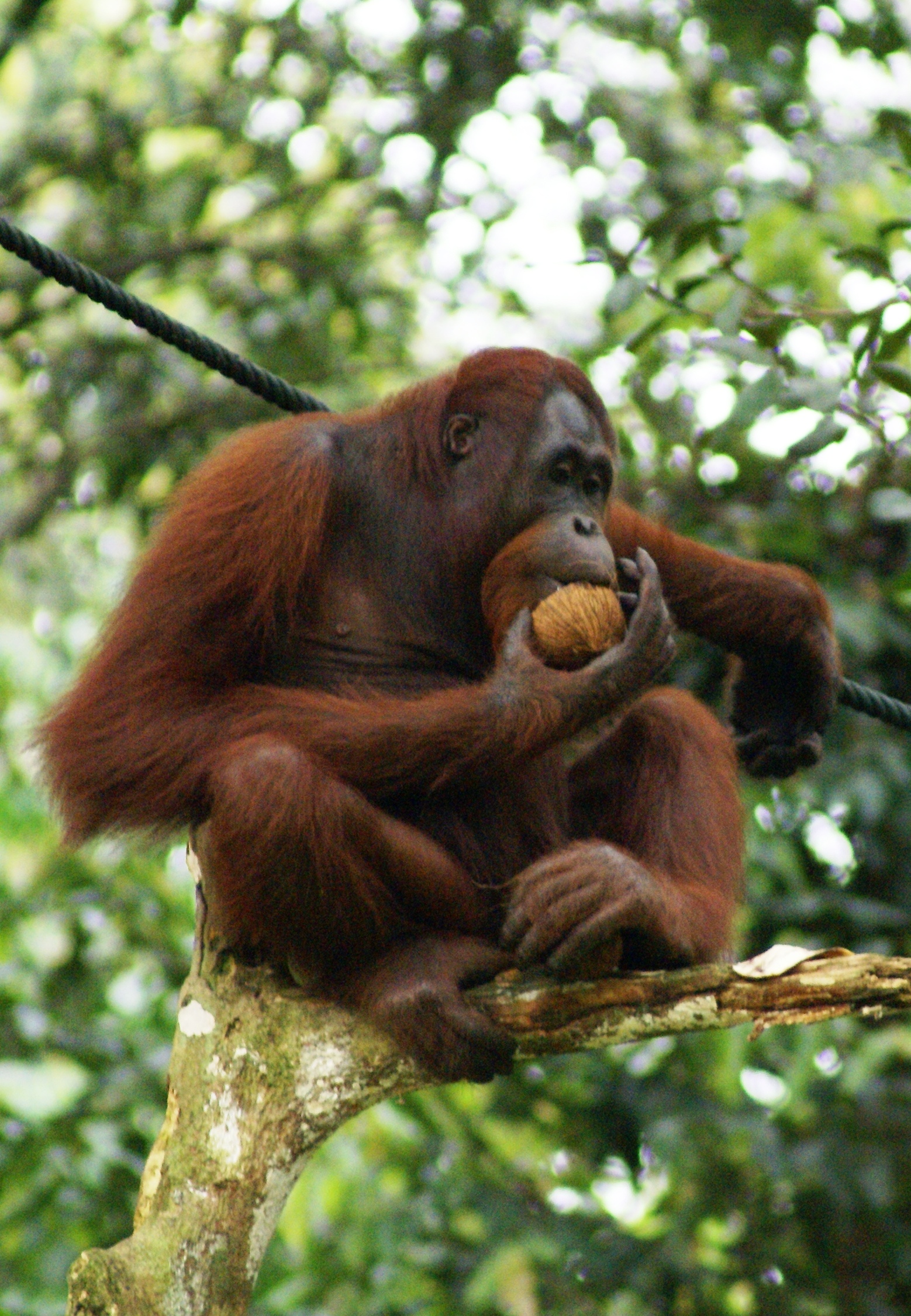 Unbelievable Orangutan Strength: Prepare To Be Stunned - nwewb9l