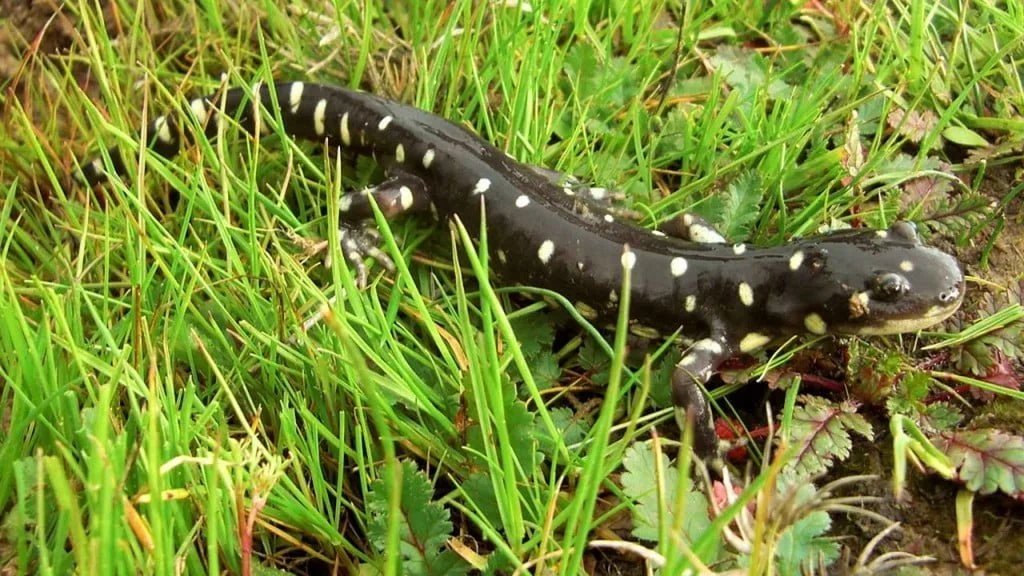 Salamander Totem