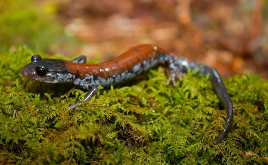 Salamander Symbolism