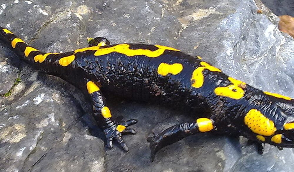 Salamander Symbolism, Salamander Meaning, Salamander Totem, Salamander Dream, and Messages