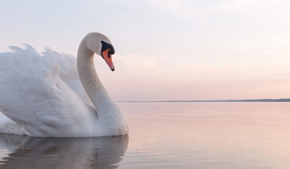 Swan Symbolism, Swan Meaning, Swan Totem, Swan Dream, and Messages