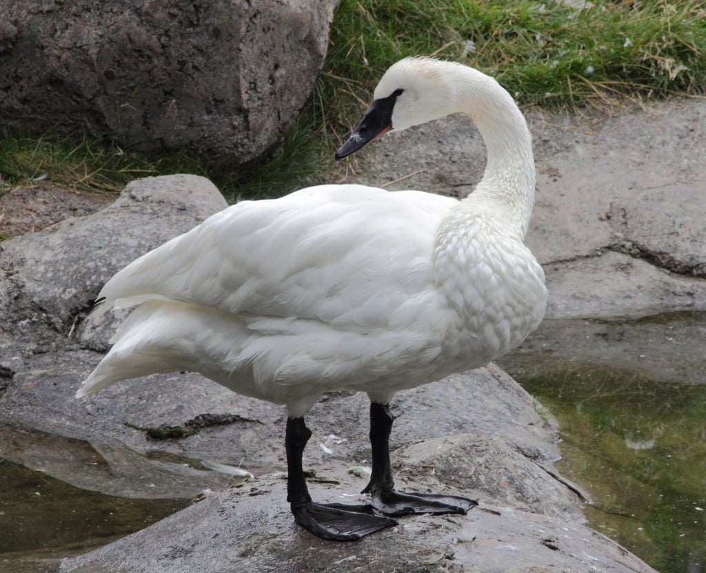 Swan Symbolism, Swan Meaning, Swan Totem, Swan Dream, and Messages