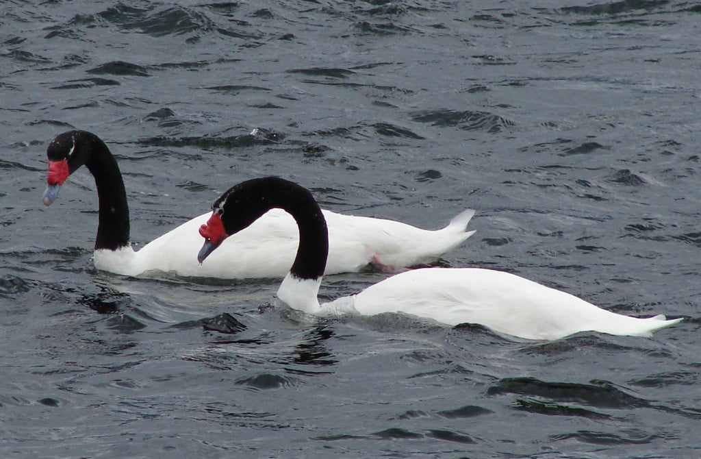 Swan Symbolism, Swan Meaning, Swan Totem, Swan Dream, and Messages