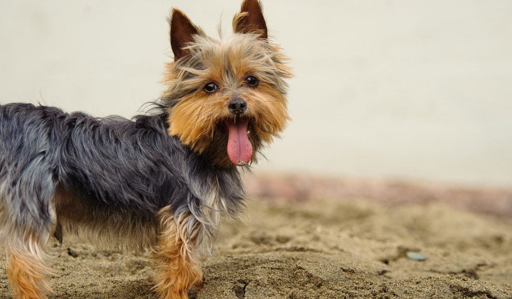 Yorkie Symbolism, Yorkie Meaning, Yorkie Totem, Yorkie Dream, and Messages