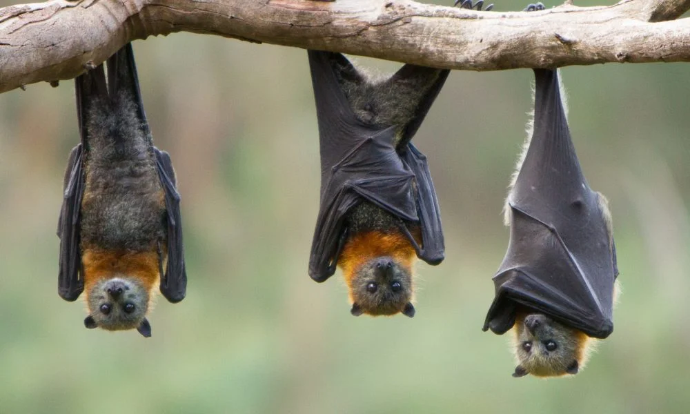 Bat, Mammals, Animal Messages and Totems, spirit-animals.com, Bat Meaning, Bat Symbolism, Bat Totem, Bat Spirit Animal, Bat Dream