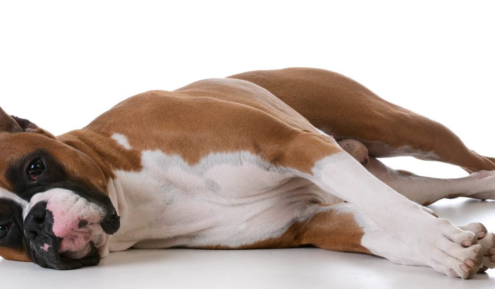 Boxer, Dogs, Dog Breeds, Animal Messages, Totems, spirit-animals.com, Boxer Symbolism, Boxer Meaning, Boxer Totem, Boxer Dream, Messages