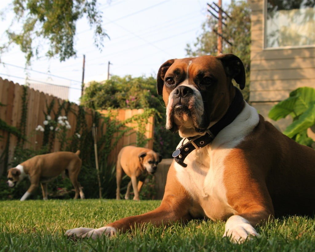Boxer, Dogs, Dog Breeds, Animal Messages, Totems, spirit-animals.com, Boxer Symbolism, Boxer Meaning, Boxer Totem, Boxer Dream, Messages