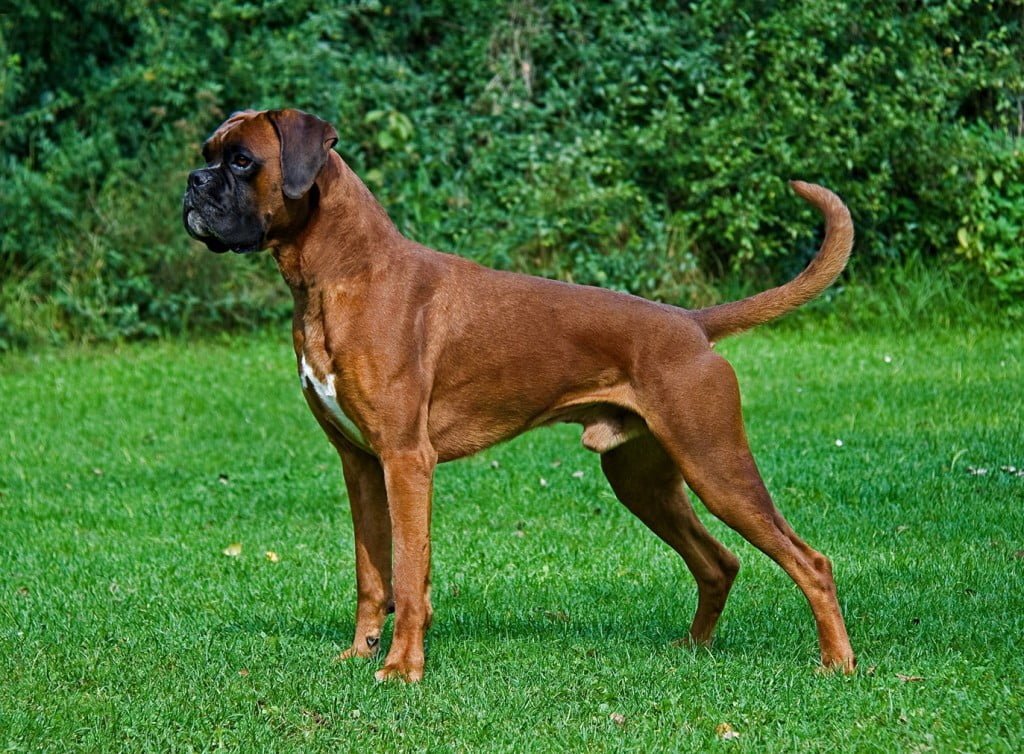 Boxer, Dogs, Dog Breeds, Animal Messages, Totems, spirit-animals.com, Boxer Symbolism, Boxer Meaning, Boxer Totem, Boxer Dream, Messages