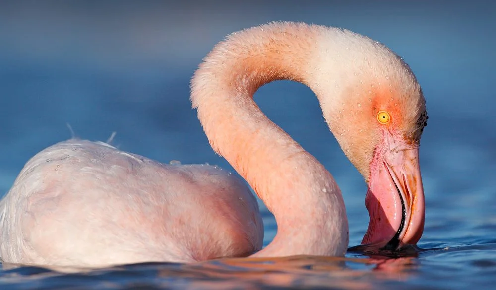 Flamingo Symbolism, Flamingo Meaning, Flamingo Totem, Flamingo Dream, and Messages