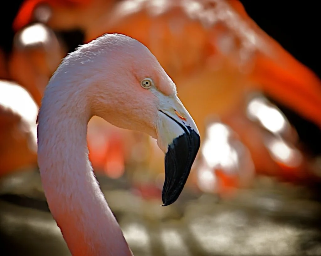 Flamingo Symbolism