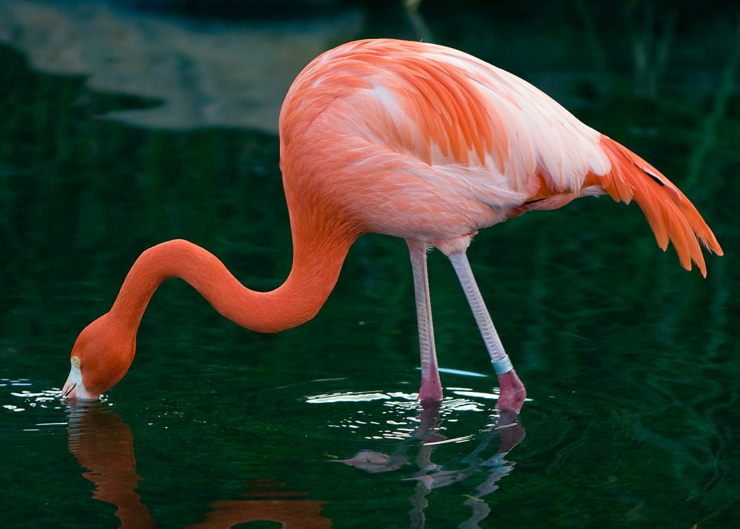 Flamingo Symbolism, Dreams, and Messages Spirit Animal Totems