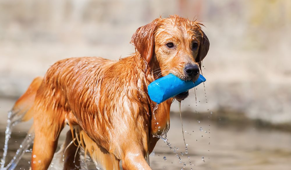Golden Retriever Symbolism, Golden Meaning, Golden Totem, Golden Dream, and Messages