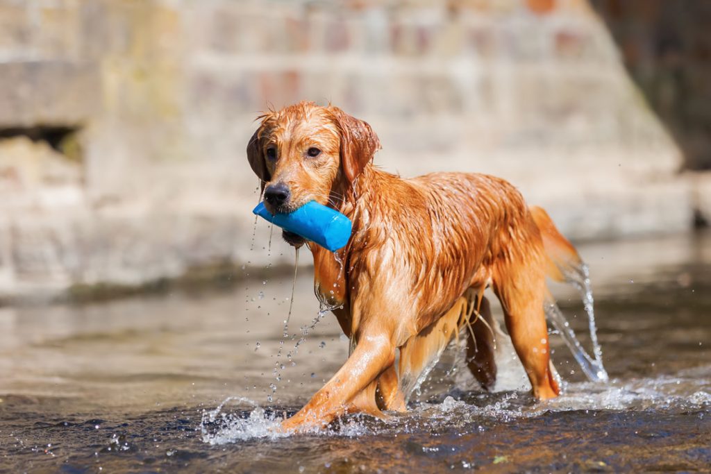 Golden Retriever Symbolism Symbolism, Dreams & Messages Spirit Animal
