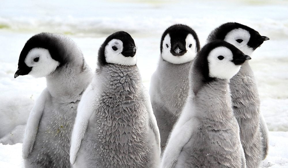 Penguin Symbolism, Penguin Meaning, Penguin Totem, Penguin Dream