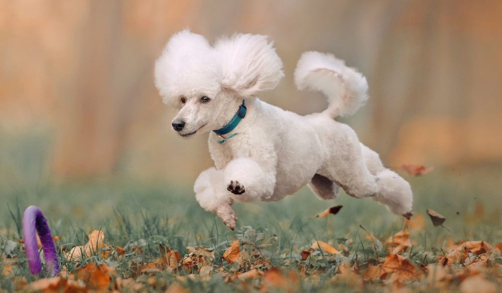 Poodle Meaning, Totems