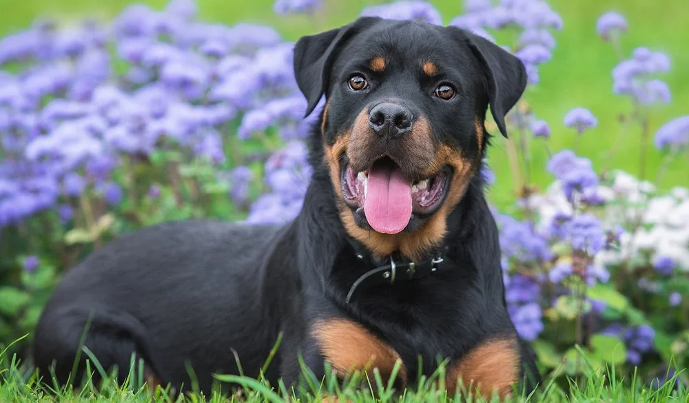 Rottweiler Symbolism, Rottweiler Meaning, Rottweiler Totem, Rottweiler Dream, and Messages