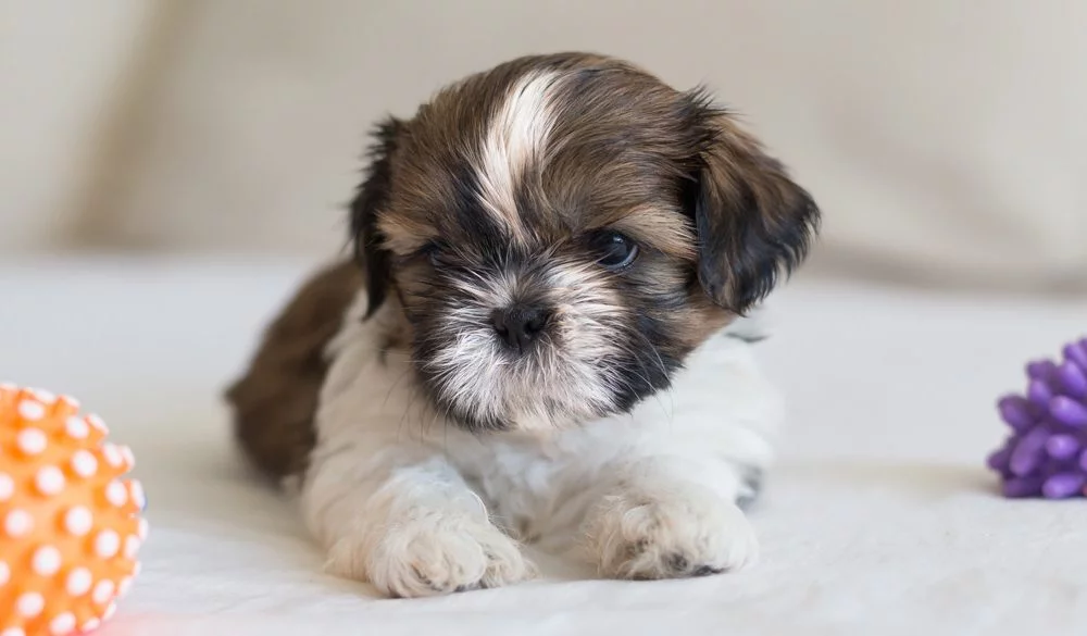Shih Tzu Symbolism, Shih Tzu Meaning, Shih Tzu Totem, Shih Tzu Dream, and Messages