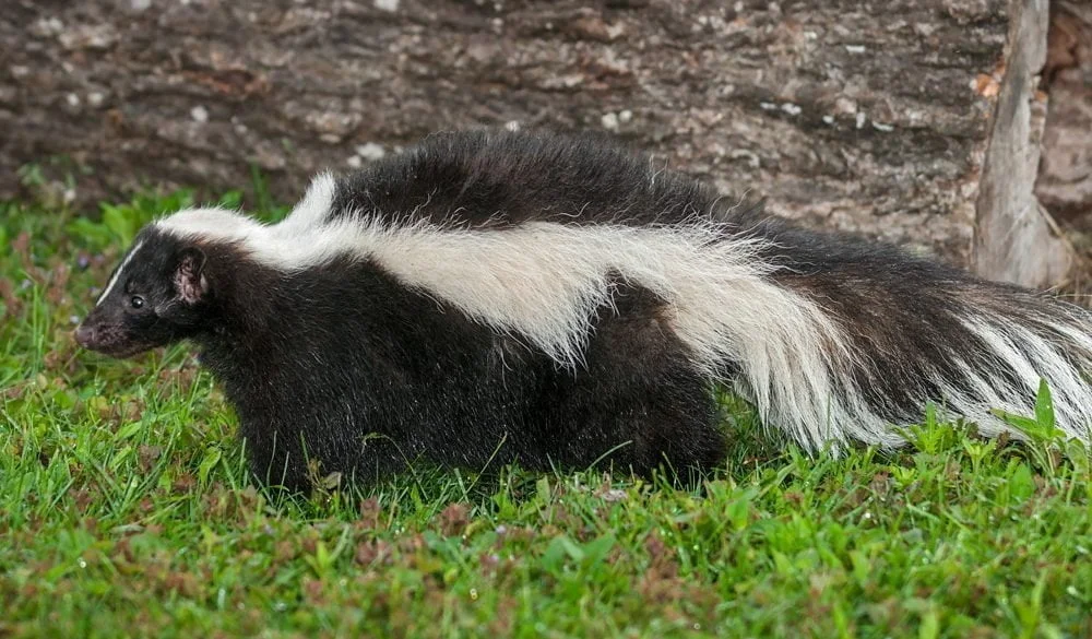 Skunk Symbolism, Skunk Meaning, Skunk Totem, Skunk Dream, and Messages