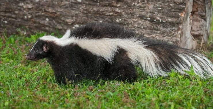 introspection Symbolism and Meaning | Spirit Animal Totems