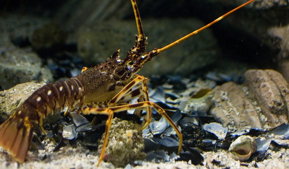 Lobster Symbolism, Lobster Meaning, Lobster Totem, Lobster Dream, and Messages