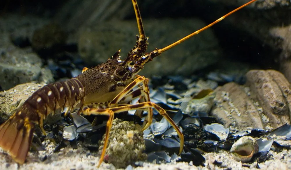 Lobster Symbolism, Lobster Meaning, Lobster Totem, Lobster Dream, and Messages