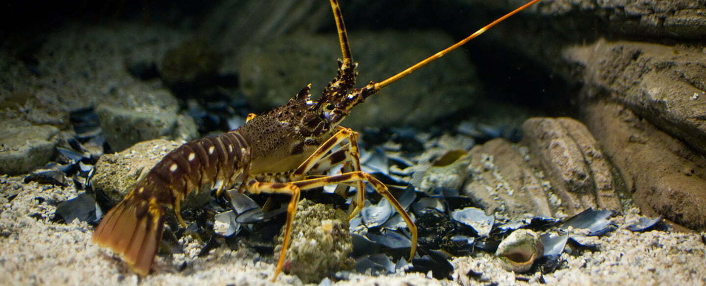 Lobster Symbolism, Lobster Meaning, Lobster Totem, Lobster Dream