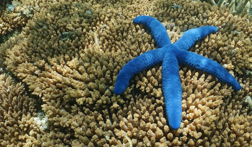 Starfish Symbolism, Starfish Meaning, Starfish Totem, Starfish Dream