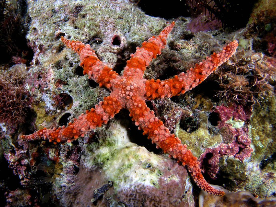 Starfish Symbolism, Dreams, and Messages | Spirit Animal Totems
