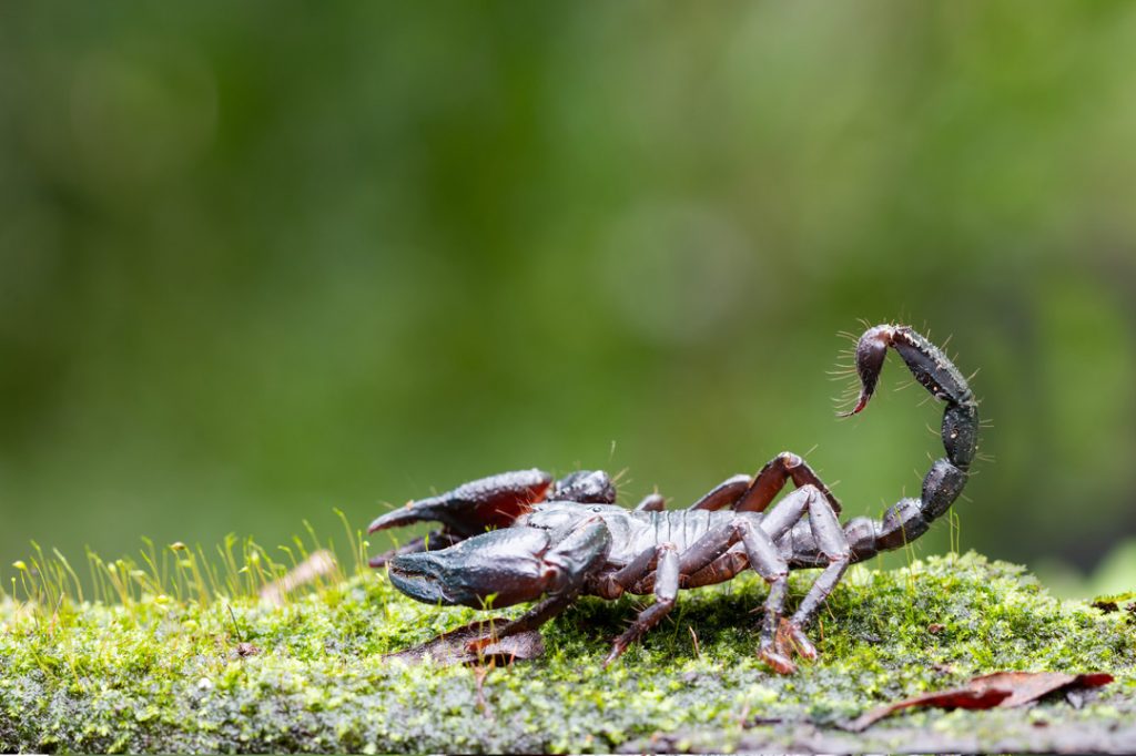 Scorpion Symbolism, Scorpion Meaning, Scorpion Totem, Scorpion Dream, and Messages