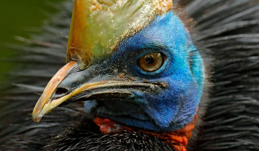 Cassowary, Birds, Flightless Birds, Animal Messages and Totems, spirit-animals.com, Cassowary Symbolism, Cassowary Meaning, Cassowary Totem, Cassowary Dream, Messages