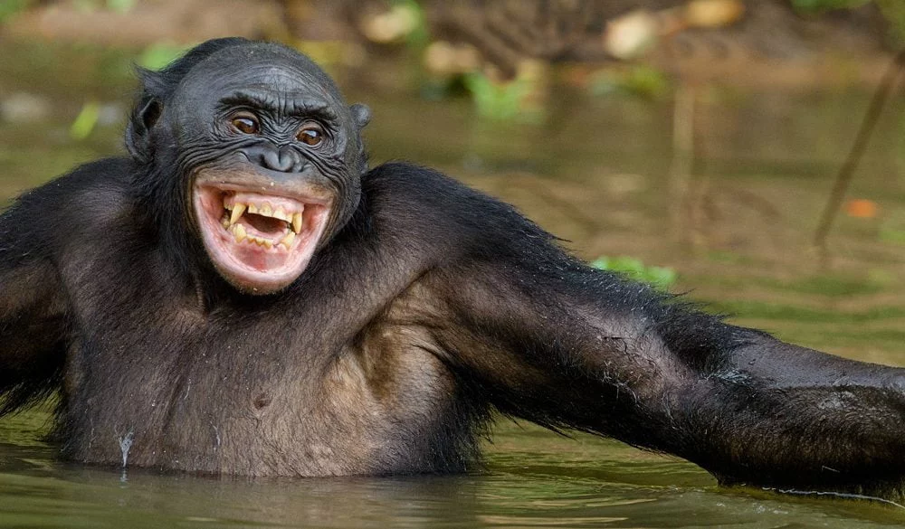 Chimpanzee Symbolism, Chimp Meaning, Chimp Totem, Chimp Dream, Messages