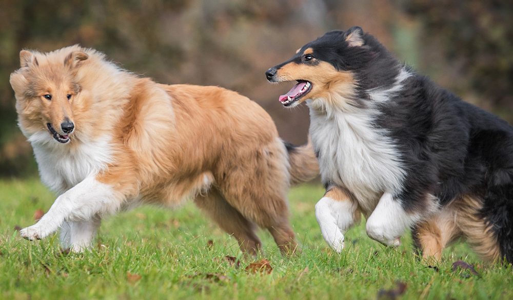 Collie Symbolism, Collie Meaning, Collie Totem, Collie Dream, Messages