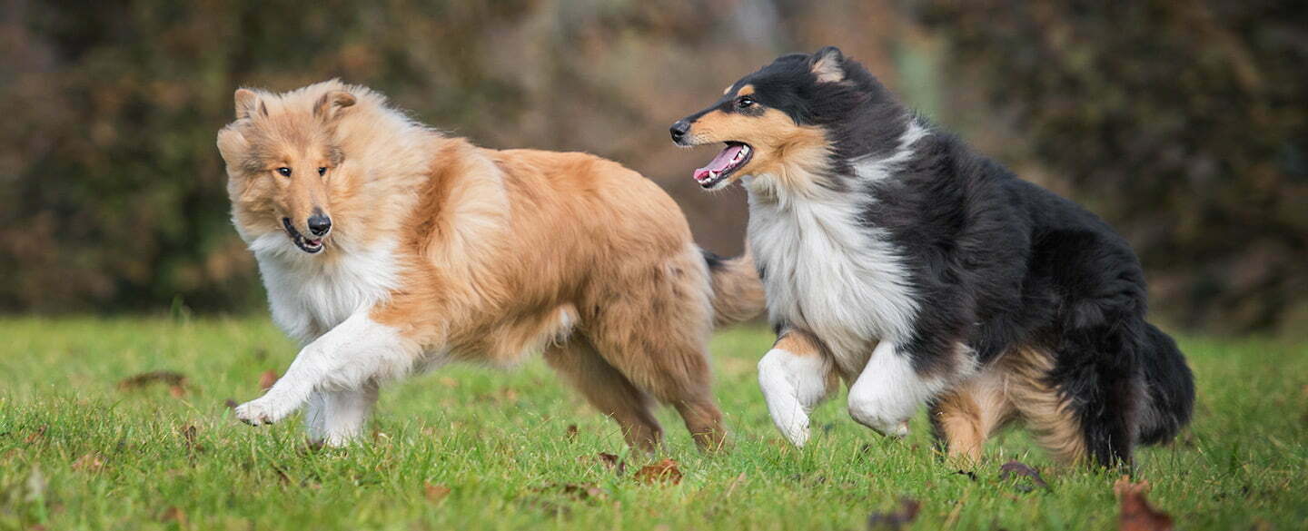 Collie Symbolism Collie Meaning Collie Totem Collie Dream And