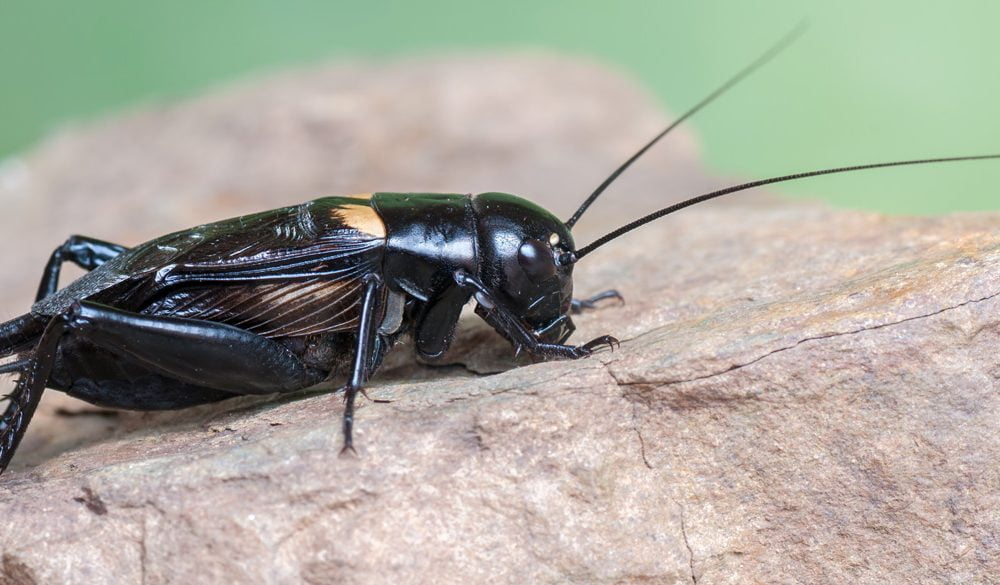Cricket, Insects, Bugs, Animal Messages and Totems, Cricket Symbolism, Cricket Meaning, Cricket Totem, Cricket Dream, and Messages
