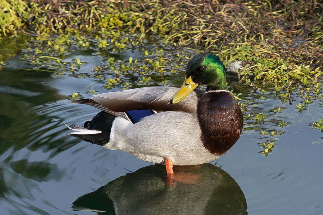 Duck Symbolism - Spirit Animal Totems
