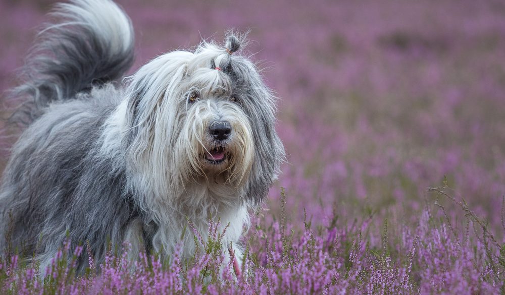 Old English Sheepdog, Bobtail Symbolism, Bobtail Meaning, Bobtail Totem, Bobtail Dream, and Messages
