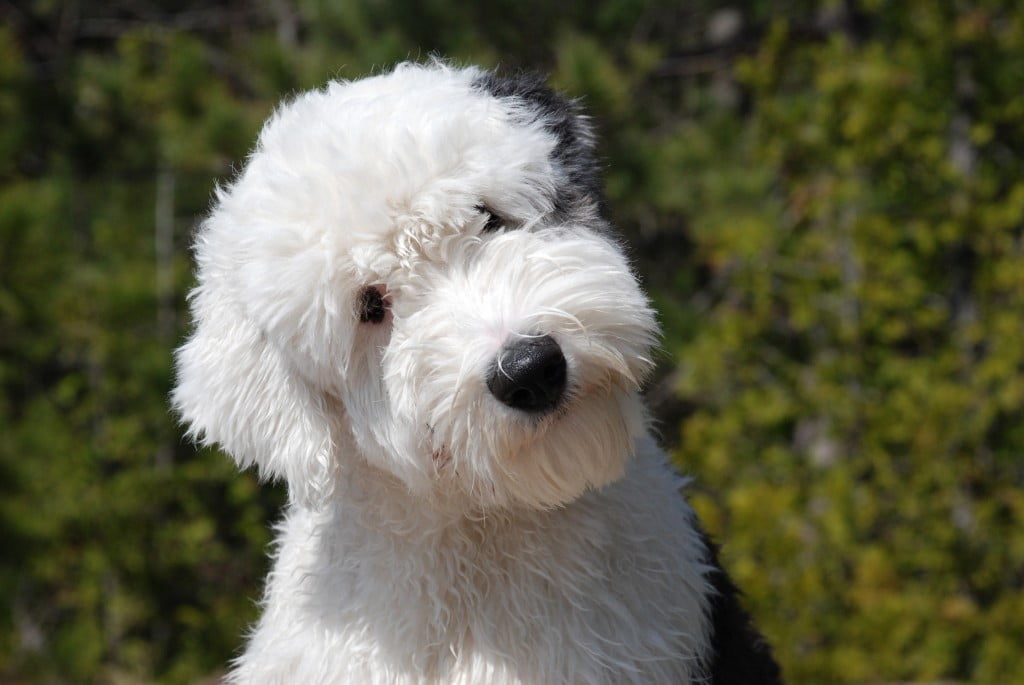 Old English Sheepdog Puppy, Bobtail Symbolism, Bobtail Meaning, Bobtail Totem, Bobtail Dream, and Messages
