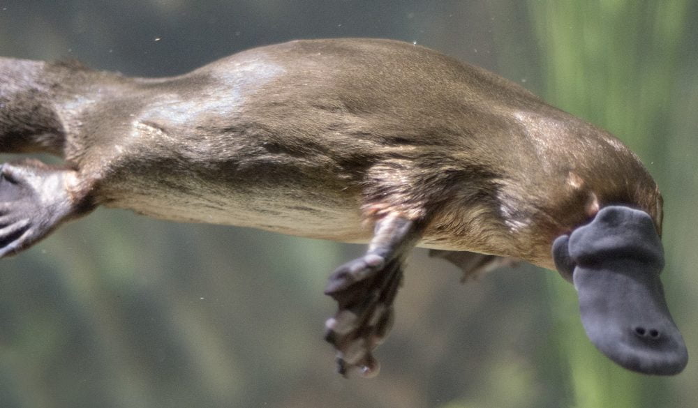 Platypus Symbolism Spirit Animal Totems