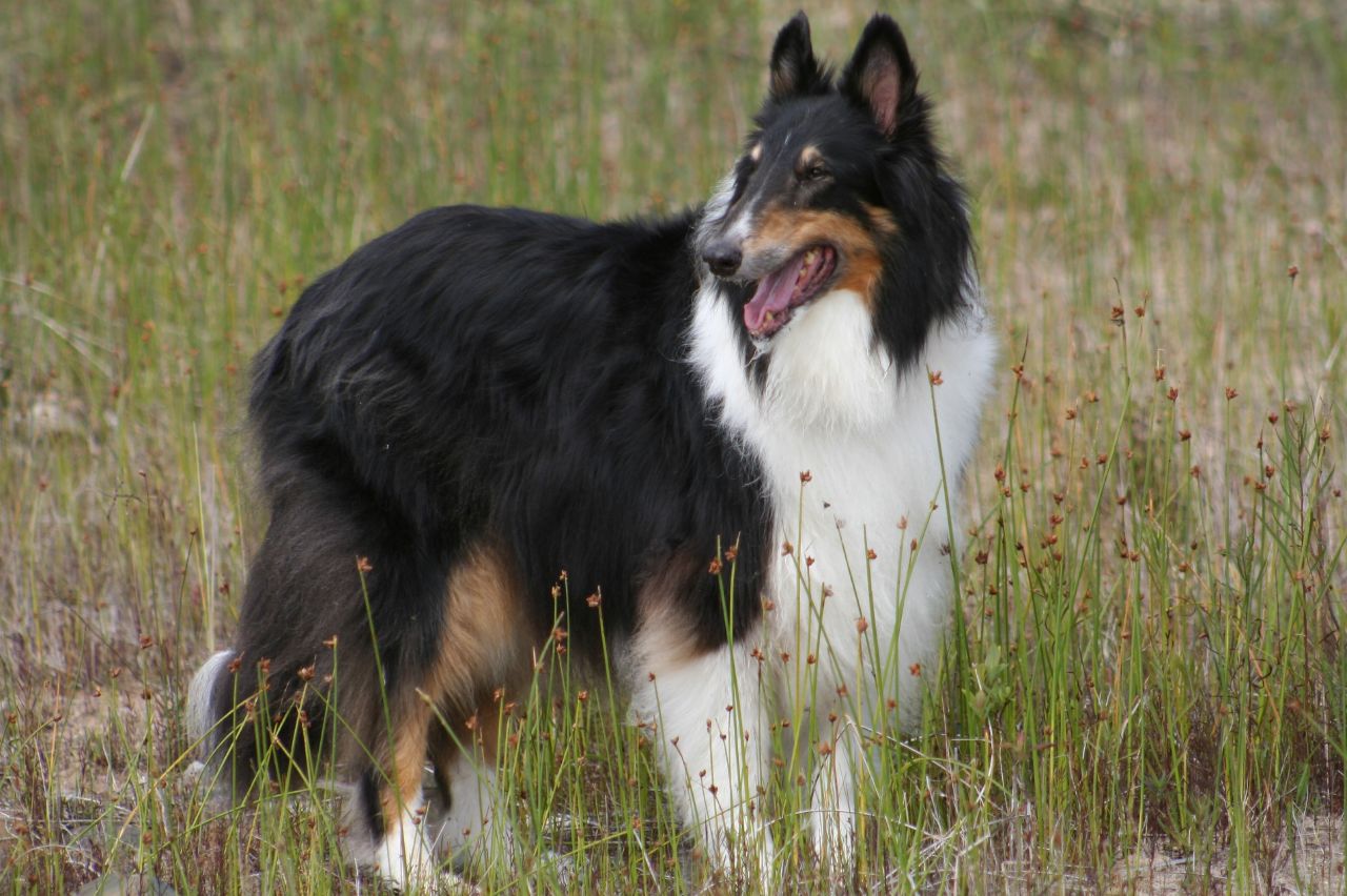 Collie Symbolism; A message Spirit Animal